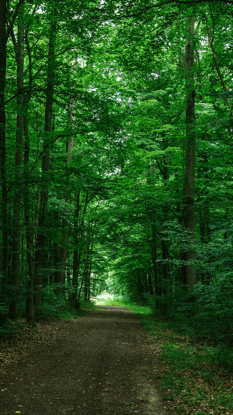 Forest Green Path preview