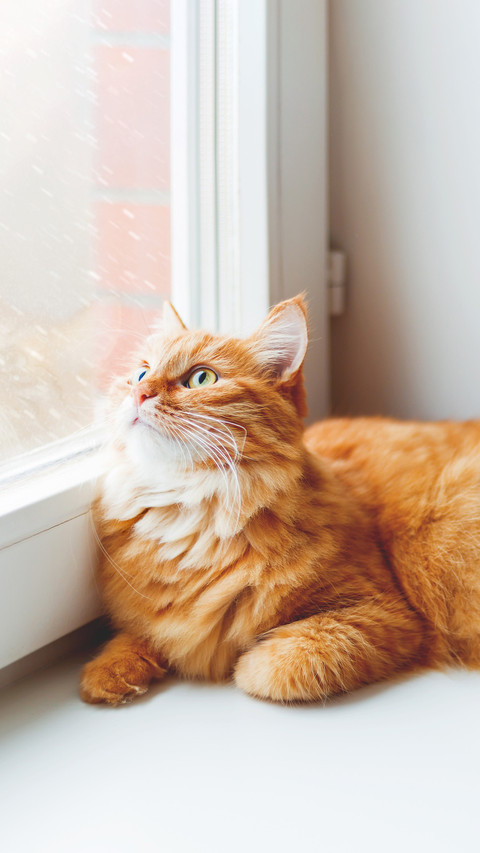Cute ginger cat sitting on window sill preview