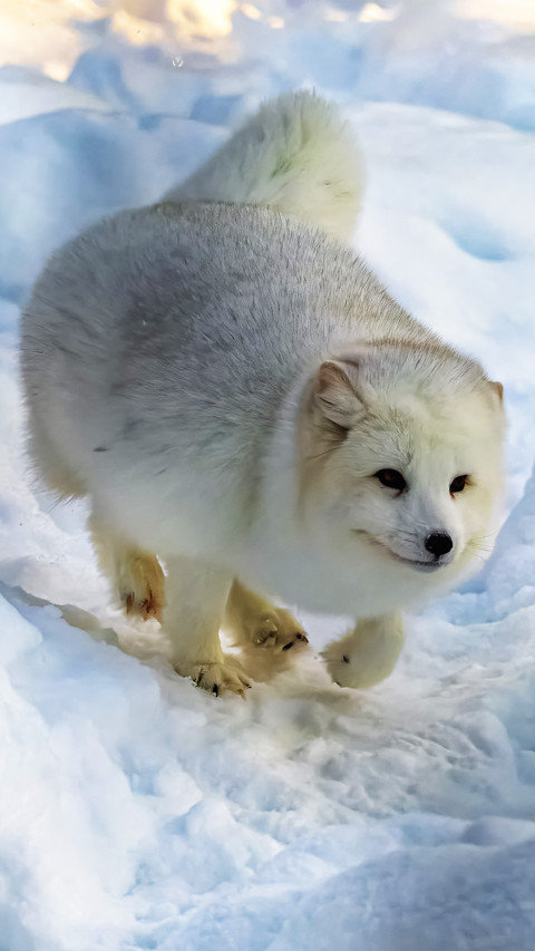 The arctic fox is in winter preview