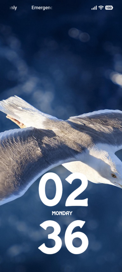 Snow Gull preview