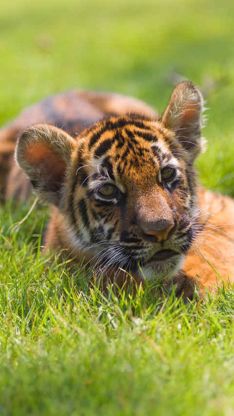 Cute animals-01 preview