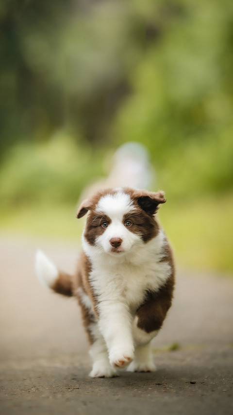 A Cute Dog Running Outdoors preview