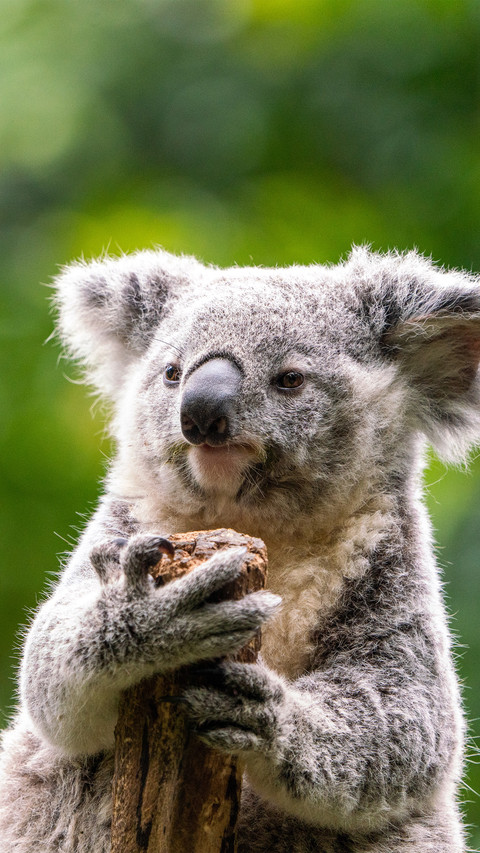 A koala holding a tree stump preview