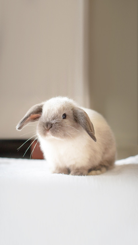 A pet Mini Lop baby rabbit in a home environment preview