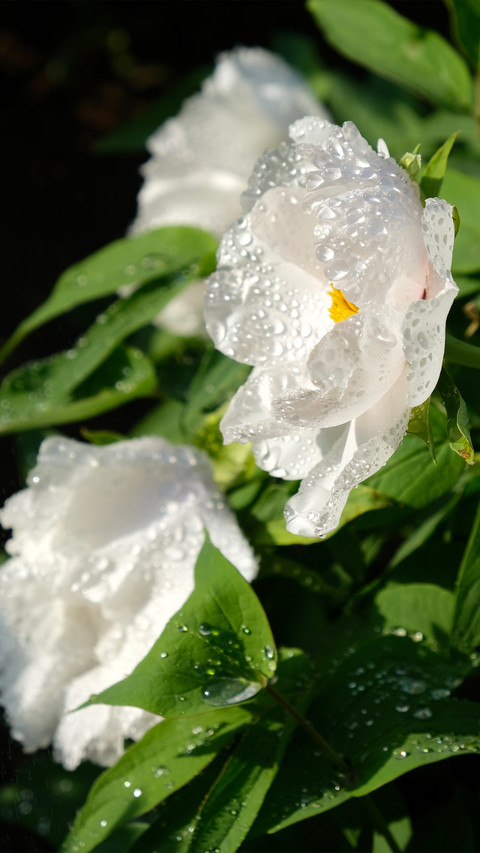 Wet white peony preview