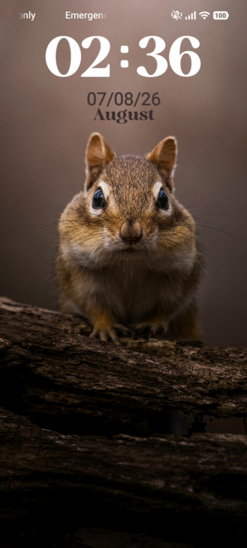Cute Squirrel preview