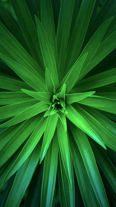 Nature (20) preview