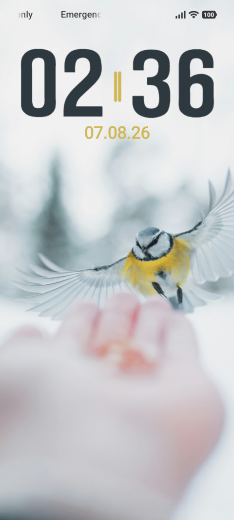 Winter Bird preview