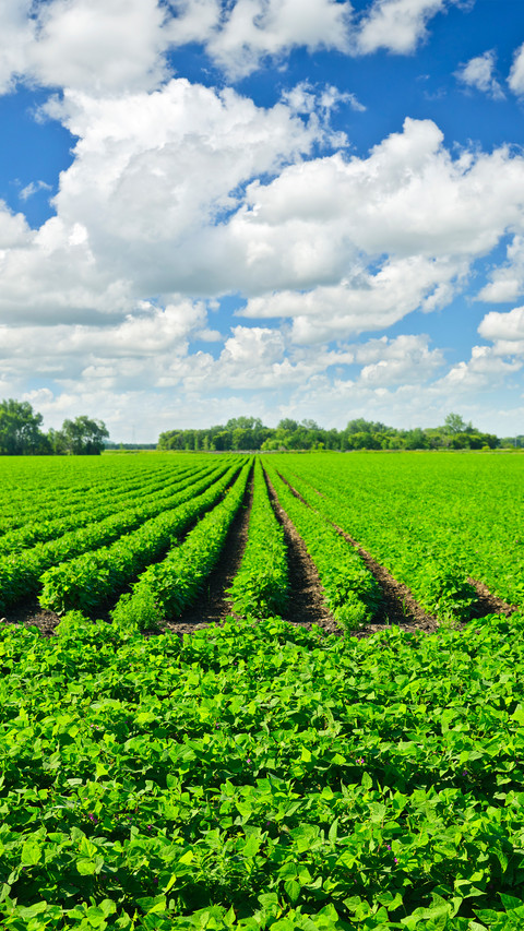 Farmland fields preview