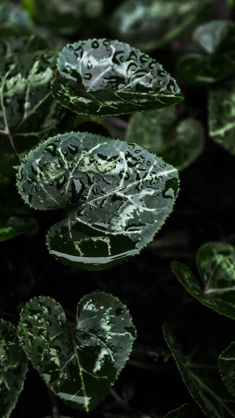 植物5 preview