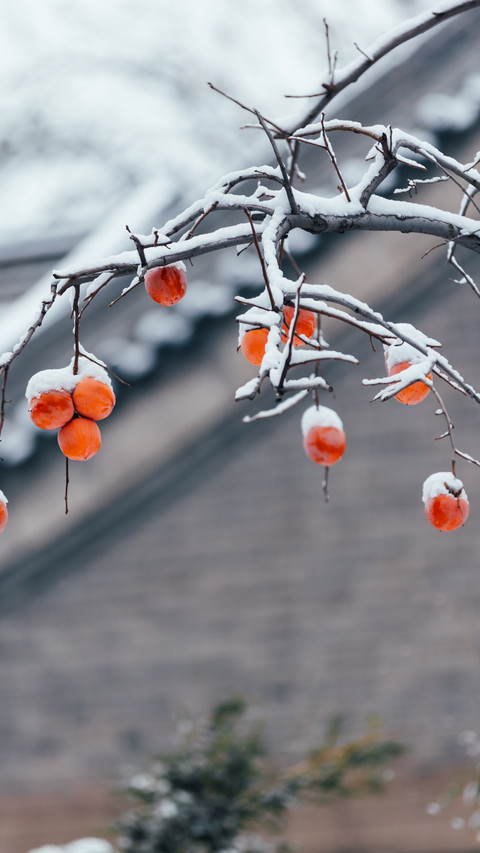 Red persimmons in the snow reflect the winter scenery preview