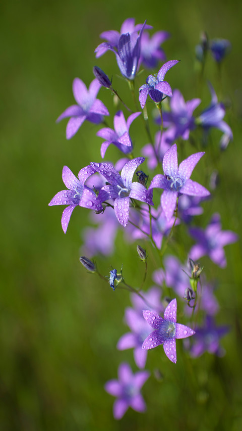 Flowers and plants preview