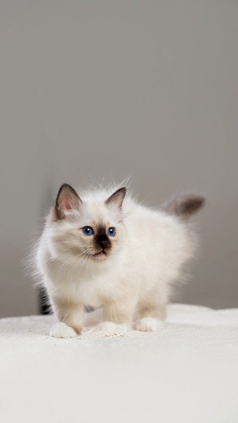 Sacred Birman kitten, birma Cat preview