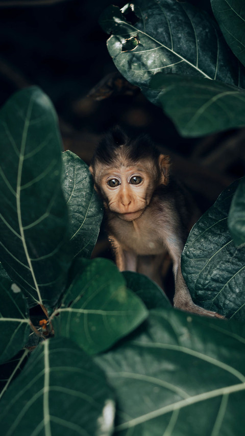 The Animal World-PAIXIN preview