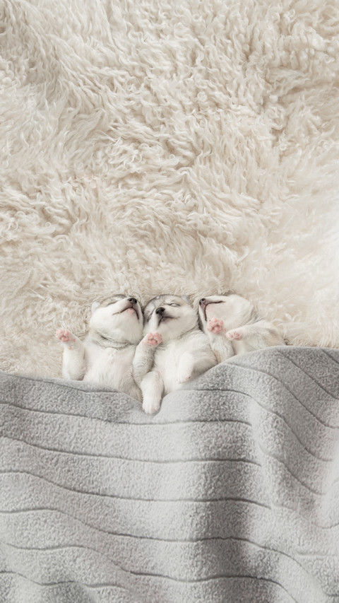 Three of Siberian Husky Puppies Sleeping Under a Blanket preview