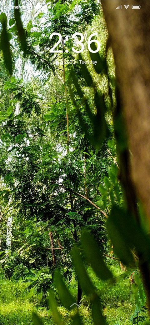 Forest Flora_DWM2 preview