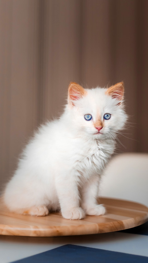 White fluffy cat. Little kitten preview
