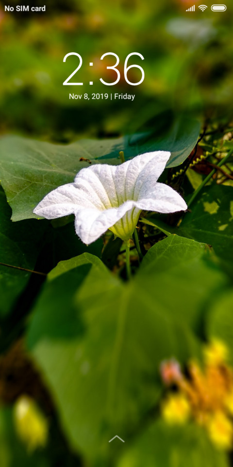 White Flower_DWM3 preview