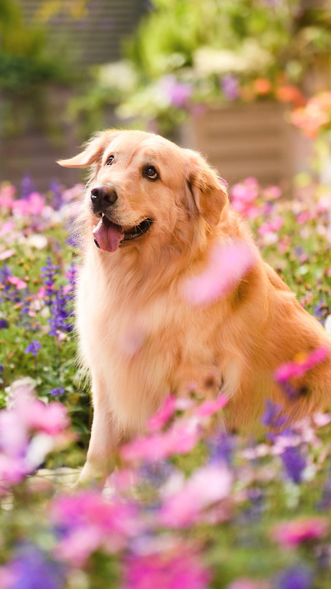 Smart Dogs Suitable for Home Keeping 64 preview