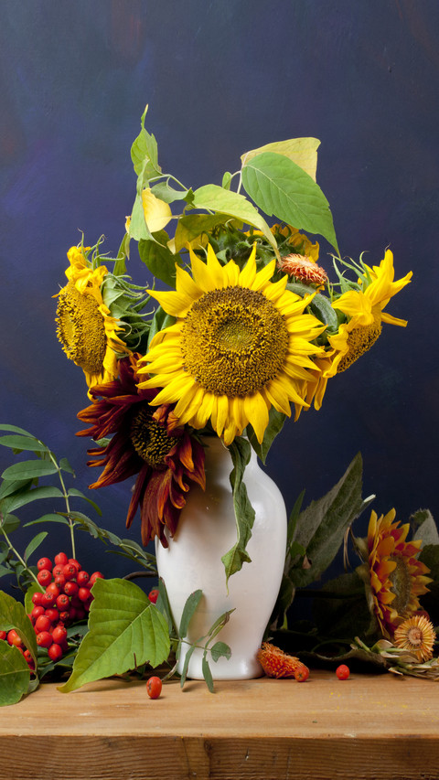 How do sunflowers turn their heads at night preview