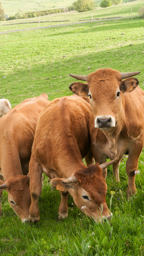A cow with an ear tag preview