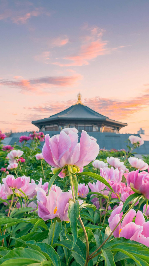 Ancient buildings should also be adorned with flowers preview