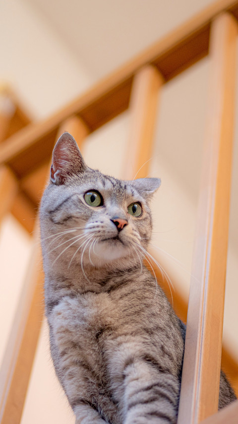 Photographing a cat peeking out from the lattice preview