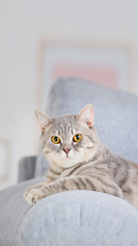 Beautiful Cat Lying on Grey Sofa preview