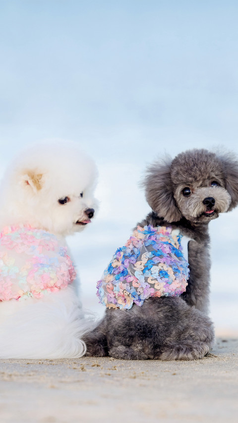 Bichon frises and poodles by the seaside preview