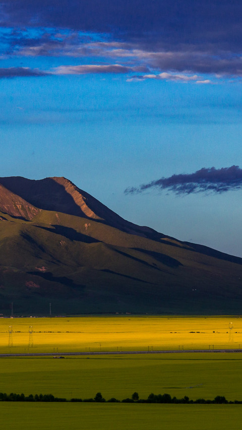 Qinghai rapeseed flower fields preview