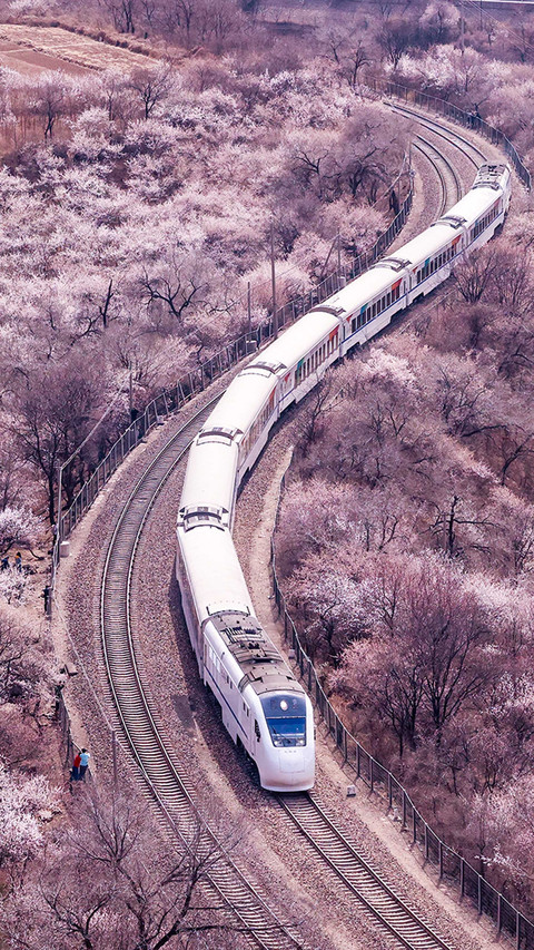 The railway in flowers preview