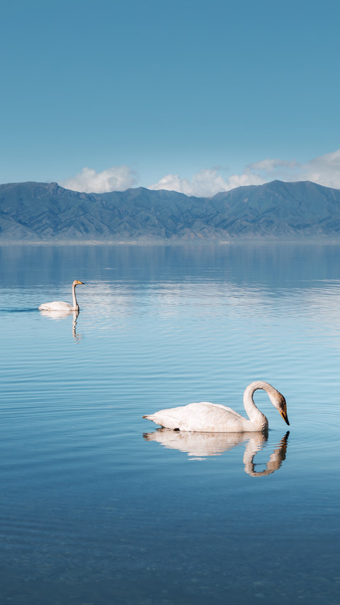 Swans swimming in Lake Sayram in Xinjiang preview