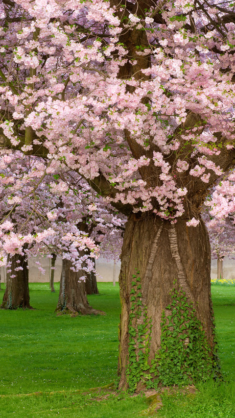 cherry blossom preview