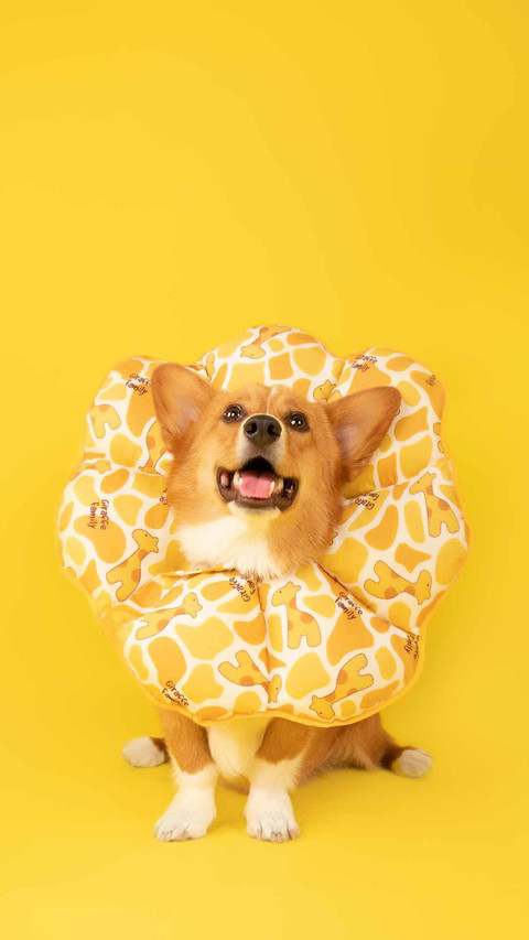 柯基犬的小秘密 preview