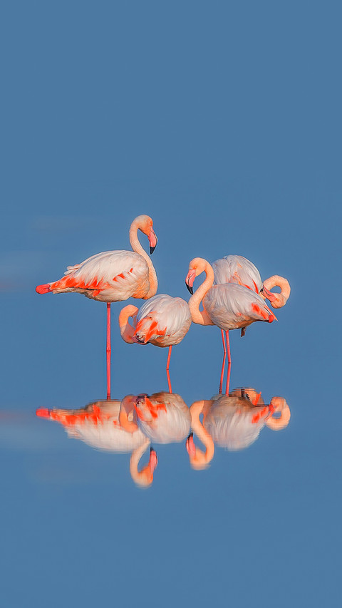 Flamingos foraging in the lake preview