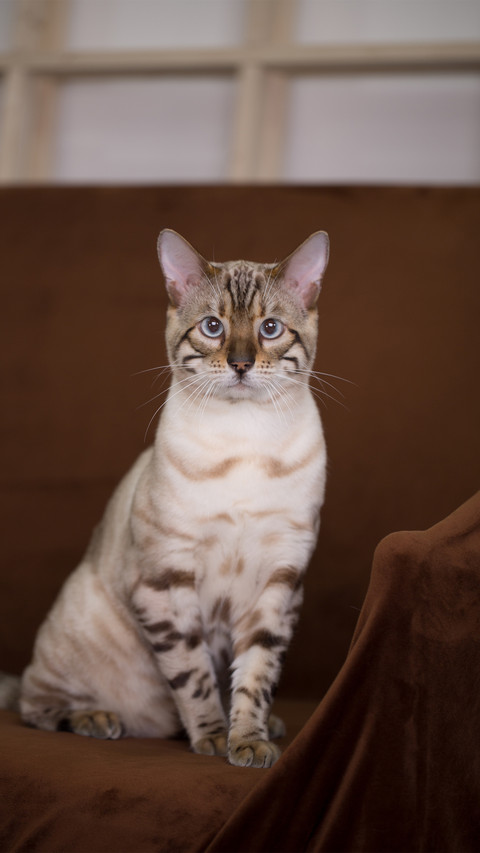 A dull cat on a brown background preview