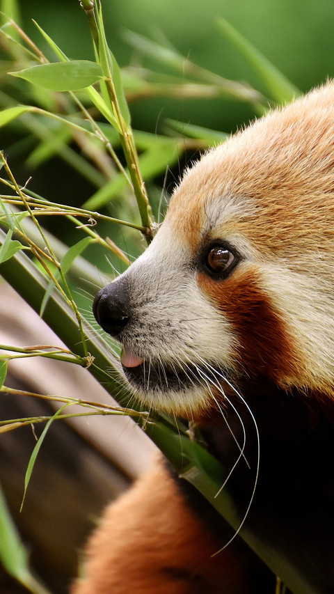 Ailurus fulgens (5) preview