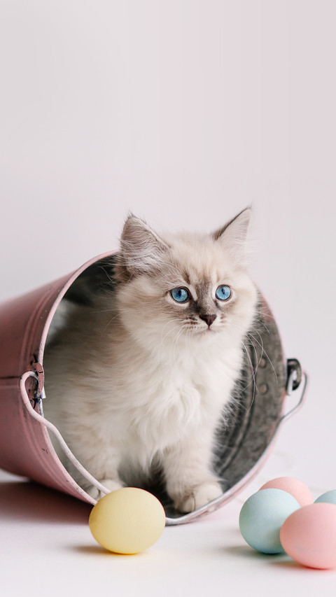 White Kitten with Blue Eyes in the Bucket Playing balls preview