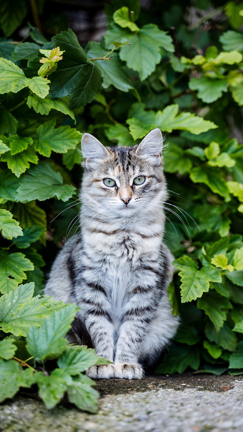 Tabby Cat Sitting in The Bush preview