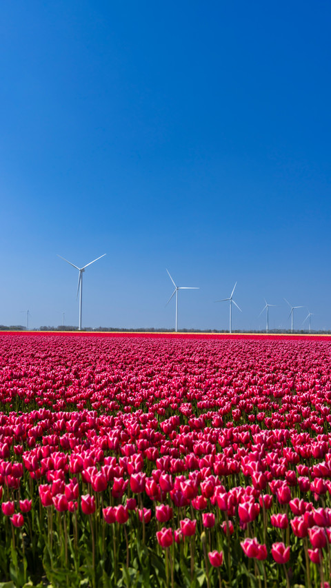Brilliant flower fields preview