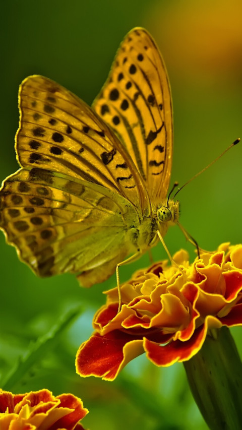 Butterfly (4) preview
