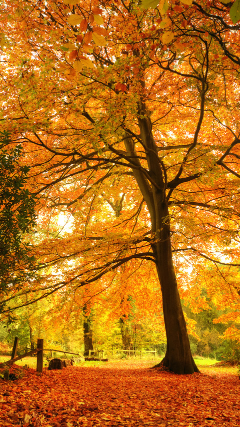 Beautiful autumn fall forest scene preview