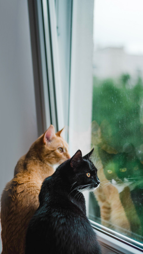 Cute kittens watching birds from the windowsill preview