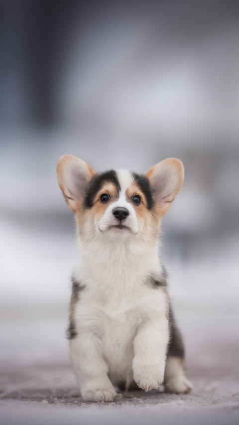 Cute Corgi Dog Sitting on The Ground preview