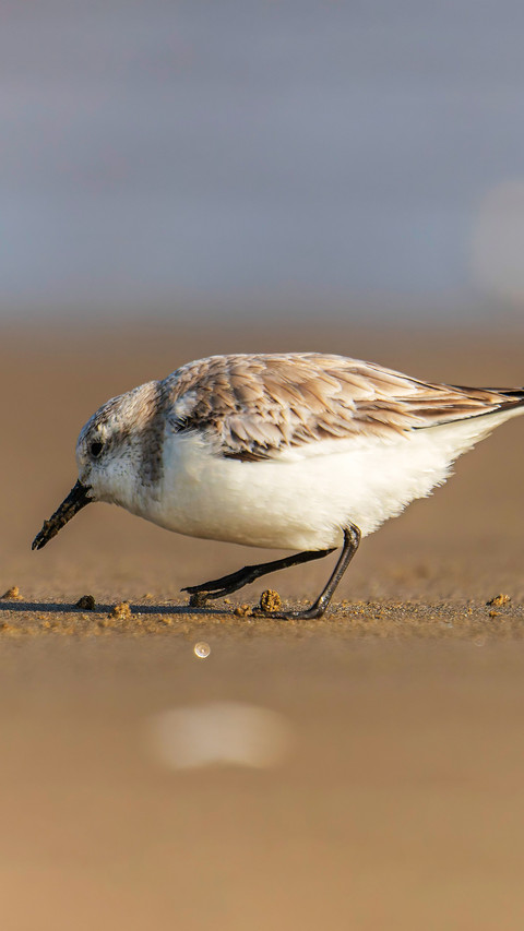 Cute little birds foraging preview