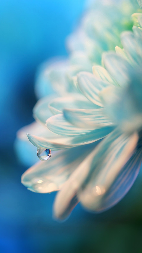Dew Drops on a Flower miui theme