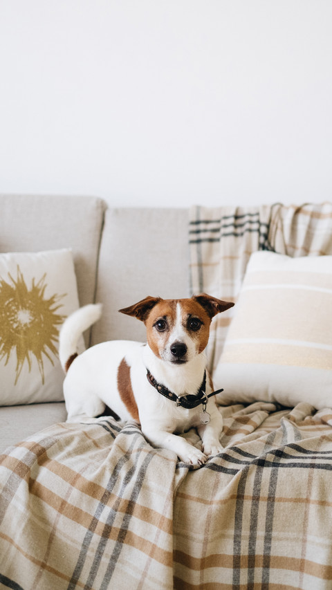 Dog laying on sofa with blanket beige color preview