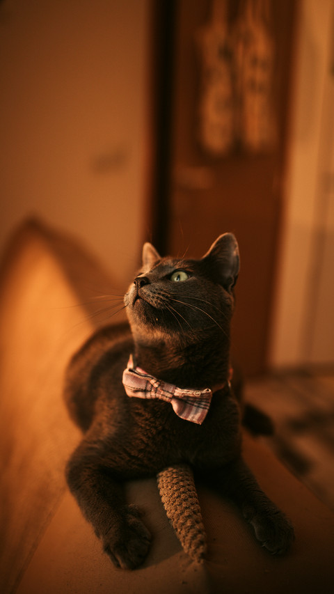 A closeup shot of a black domestic Bombay cat laying preview