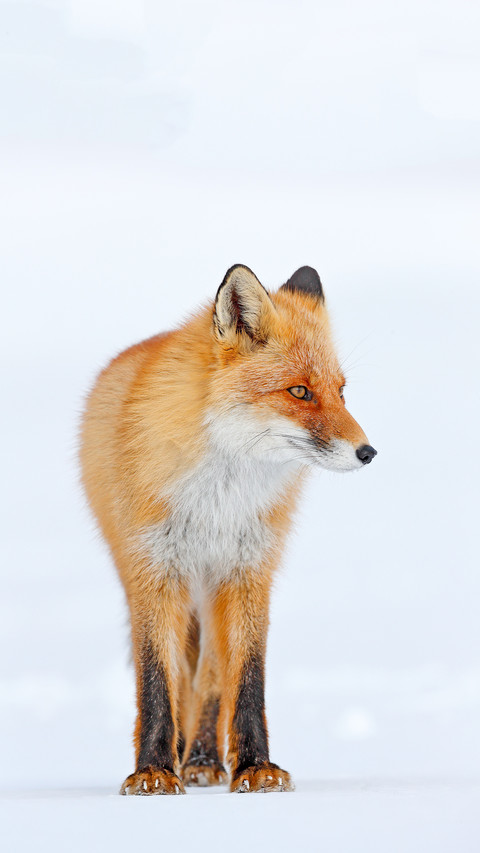 Cold winter with orange fur fox. Red fox in white snow preview
