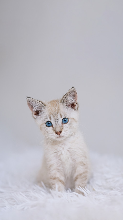 猫咪写真乖巧指南 preview